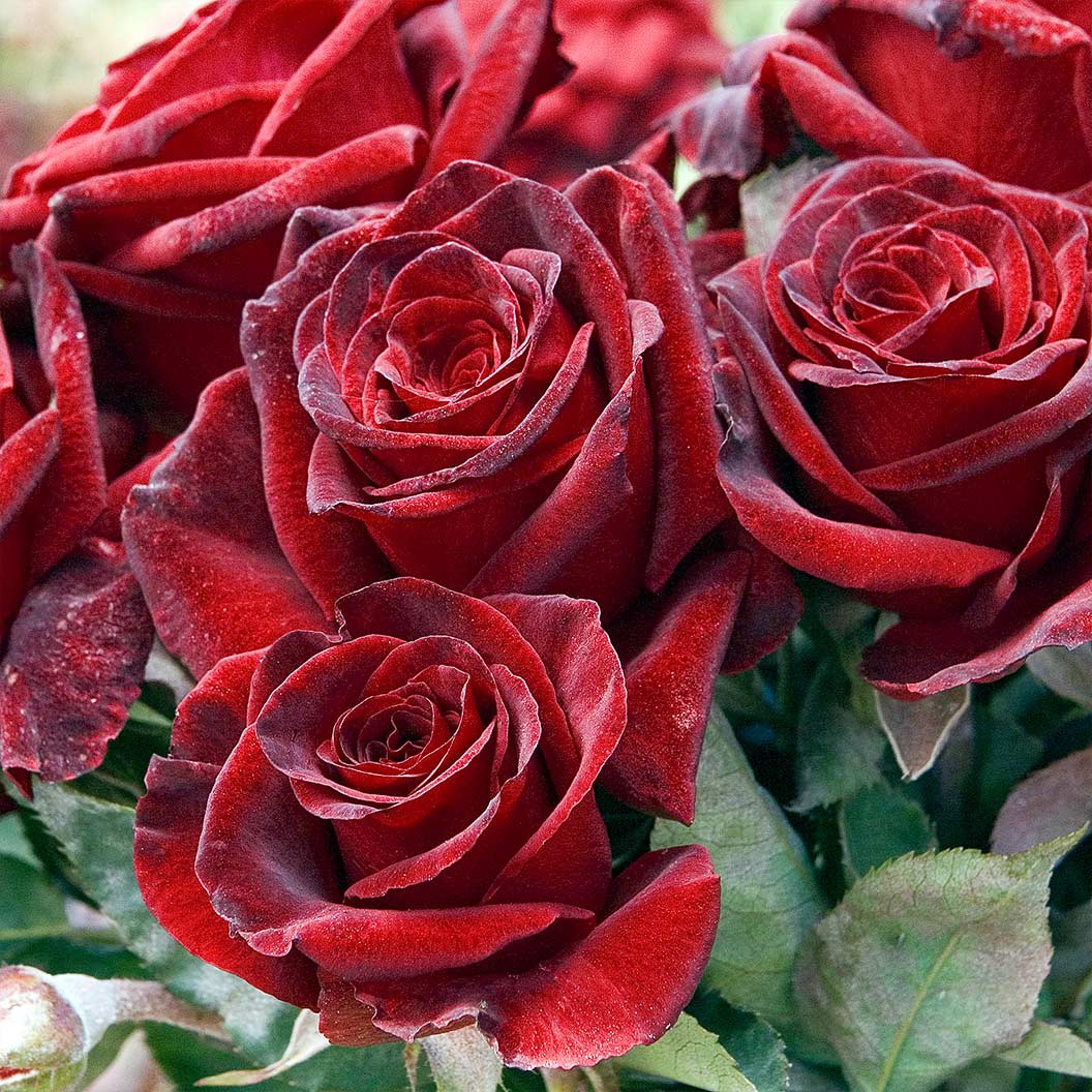Bloomables® Black Baccara® Rose - Image 3