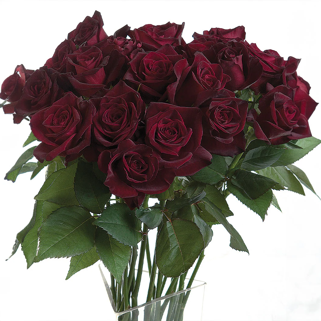 Bloomables® Black Baccara® Rose - Image 4