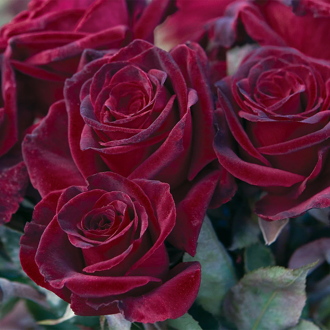Bloomables® Black Baccara® Rose - Image 5
