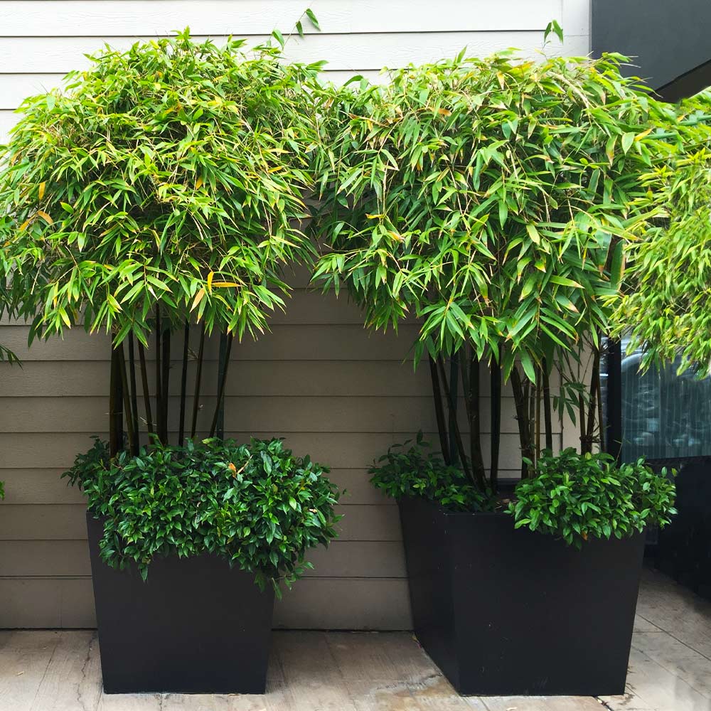 Black Bamboo Tree - Image 3