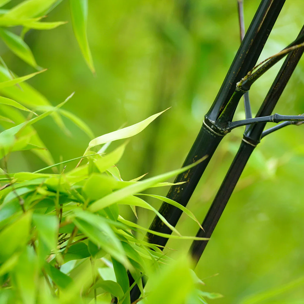 Black Bamboo Tree - Image 4