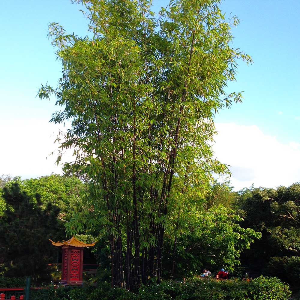 Black Bamboo Tree - Image 5