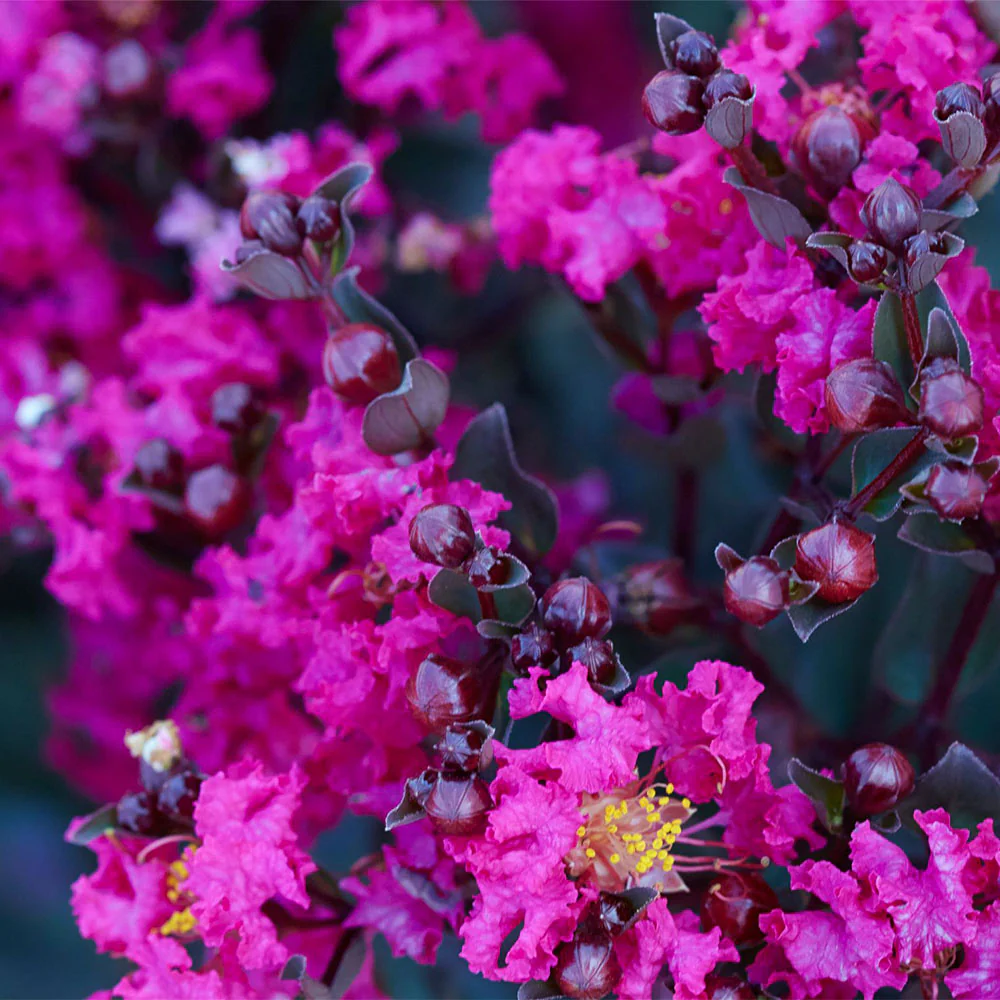 Black Diamond® Mystic Magenta™ Crape Myrtle Tree - Image 2