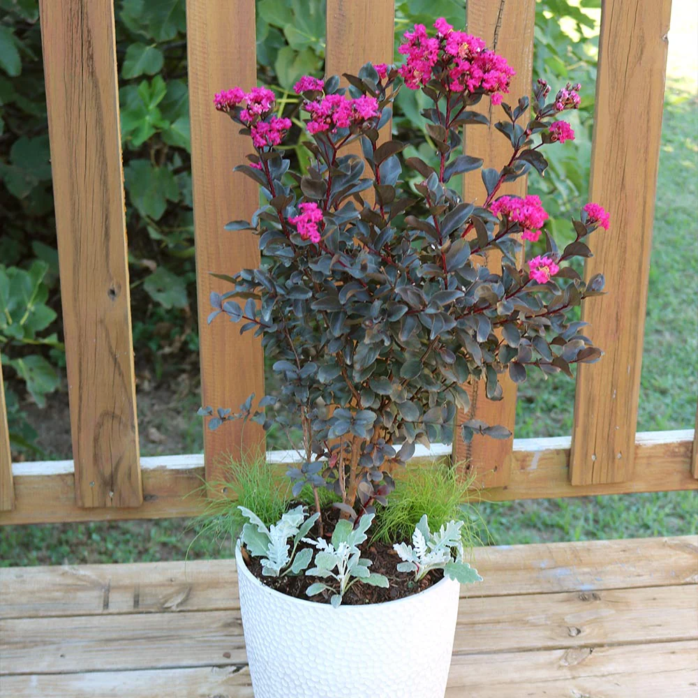 Black Diamond® Mystic Magenta™ Crape Myrtle Tree - Image 3