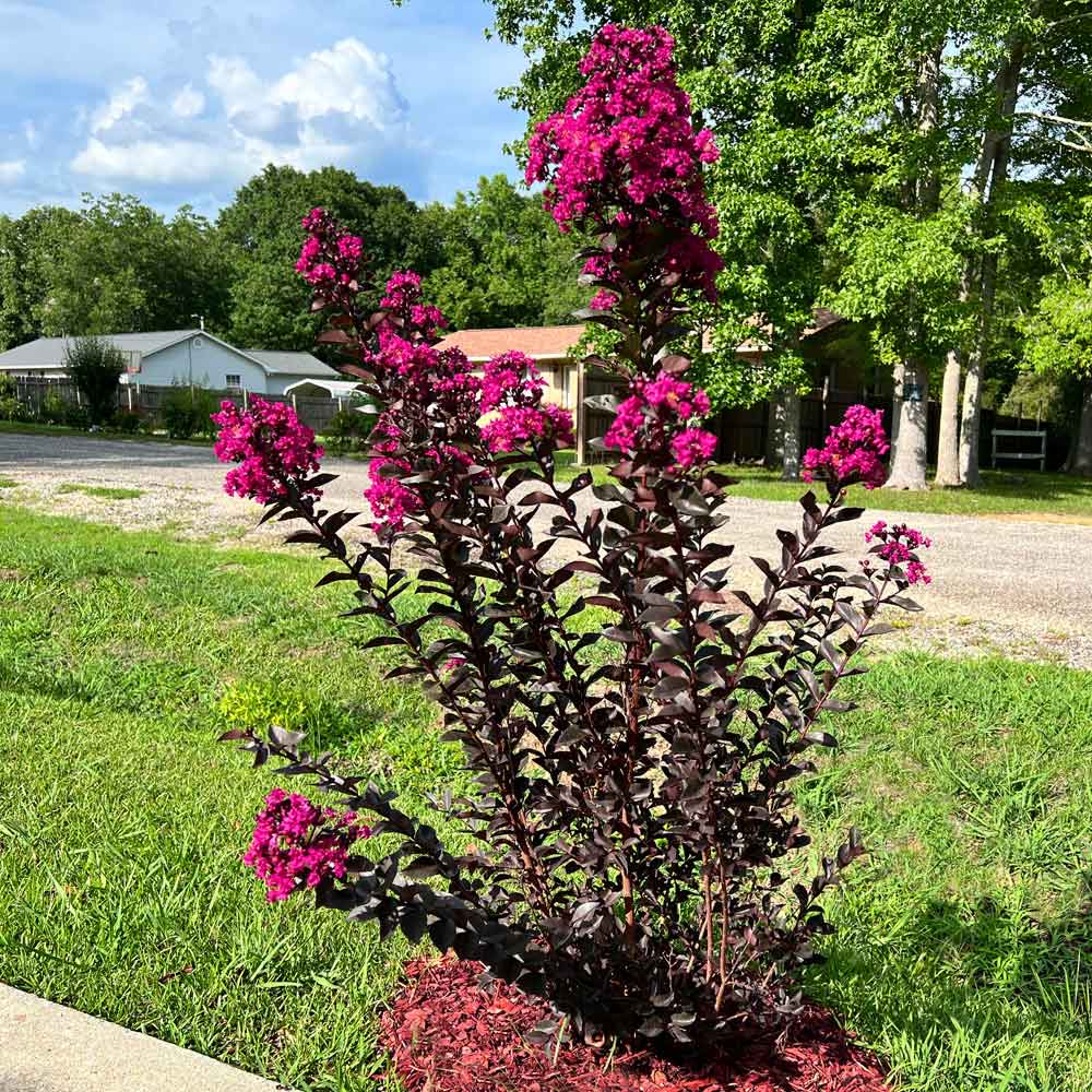 Black Diamond® Mystic Magenta™ Crape Myrtle Tree - Image 4