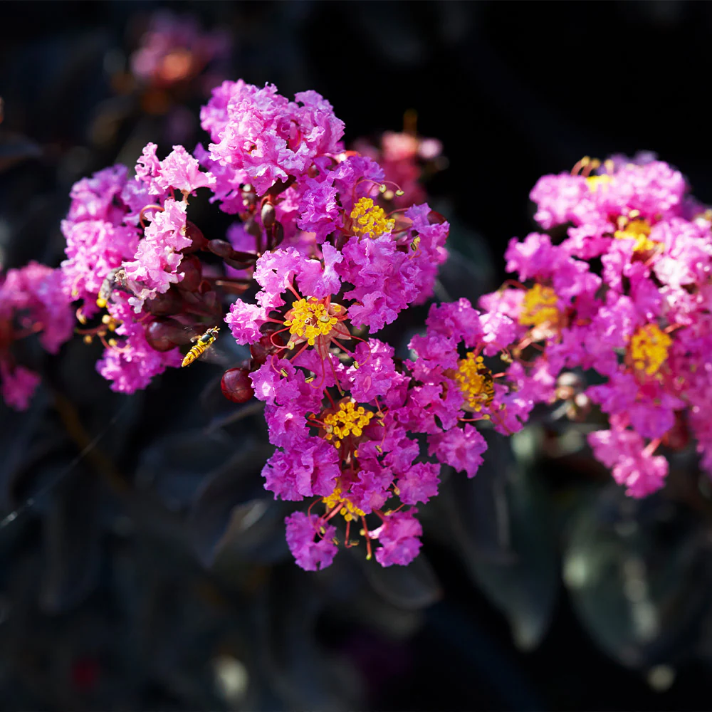 Black Diamond® Purely Purple™ Crape Myrtle Tree - Image 3