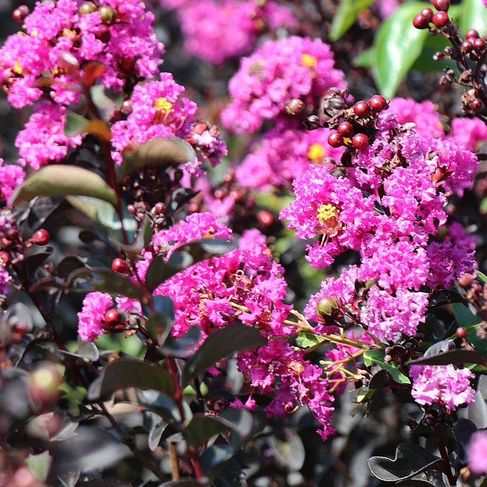 Black Diamond® Purely Purple™ Crape Myrtle Tree - Image 5