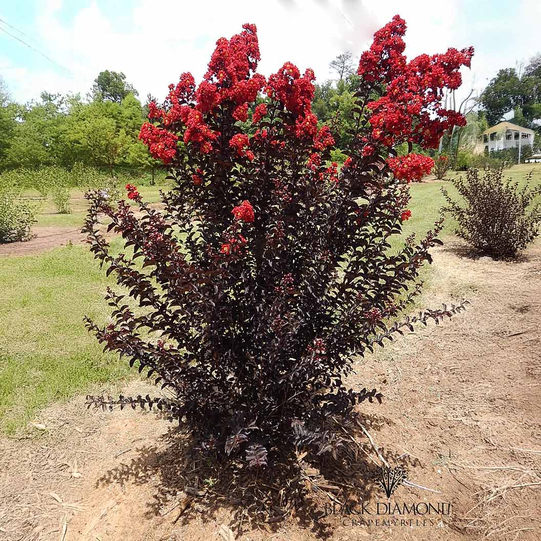 Black Diamond® Crimson Crown™ Crape Myrtle Shrub - Image 2