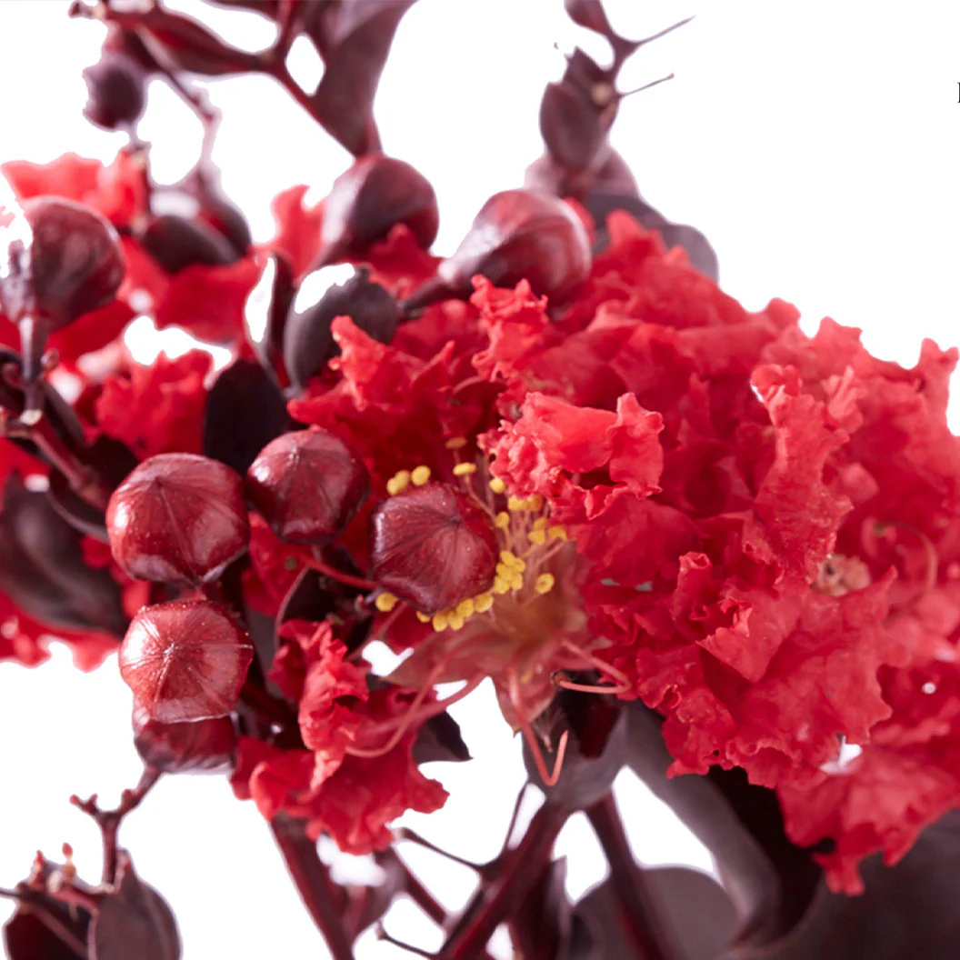 Black Diamond® Crimson Crown™ Crape Myrtle Shrub - Image 3