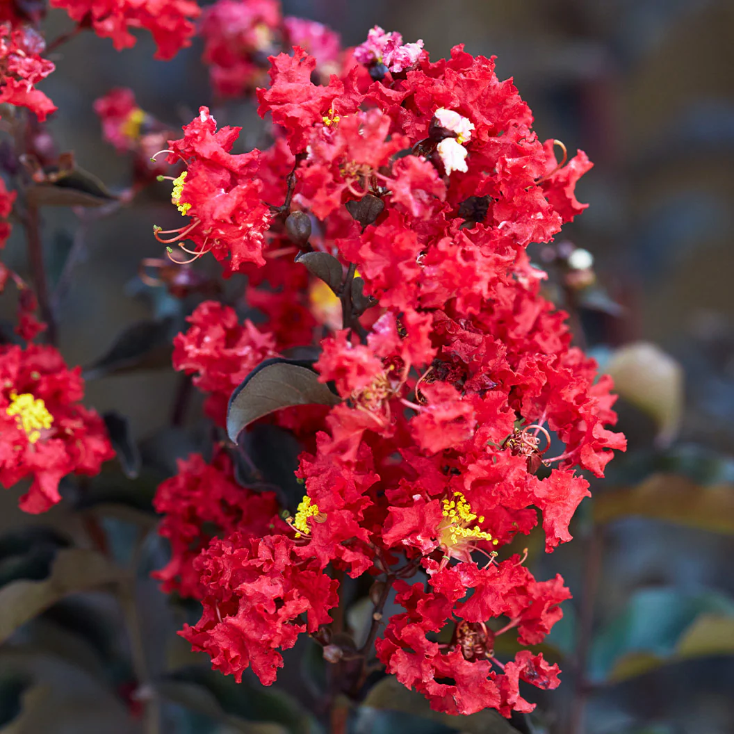 Black Diamond® Crimson Crown™ Crape Myrtle Shrub - Image 4