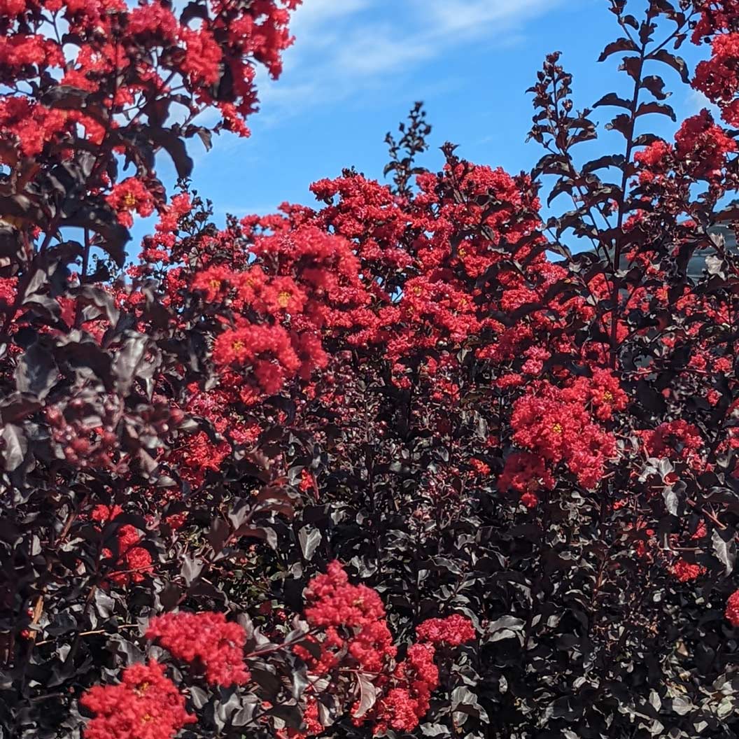 Black Diamond® Crimson Crown™ Crape Myrtle Shrub - Image 5