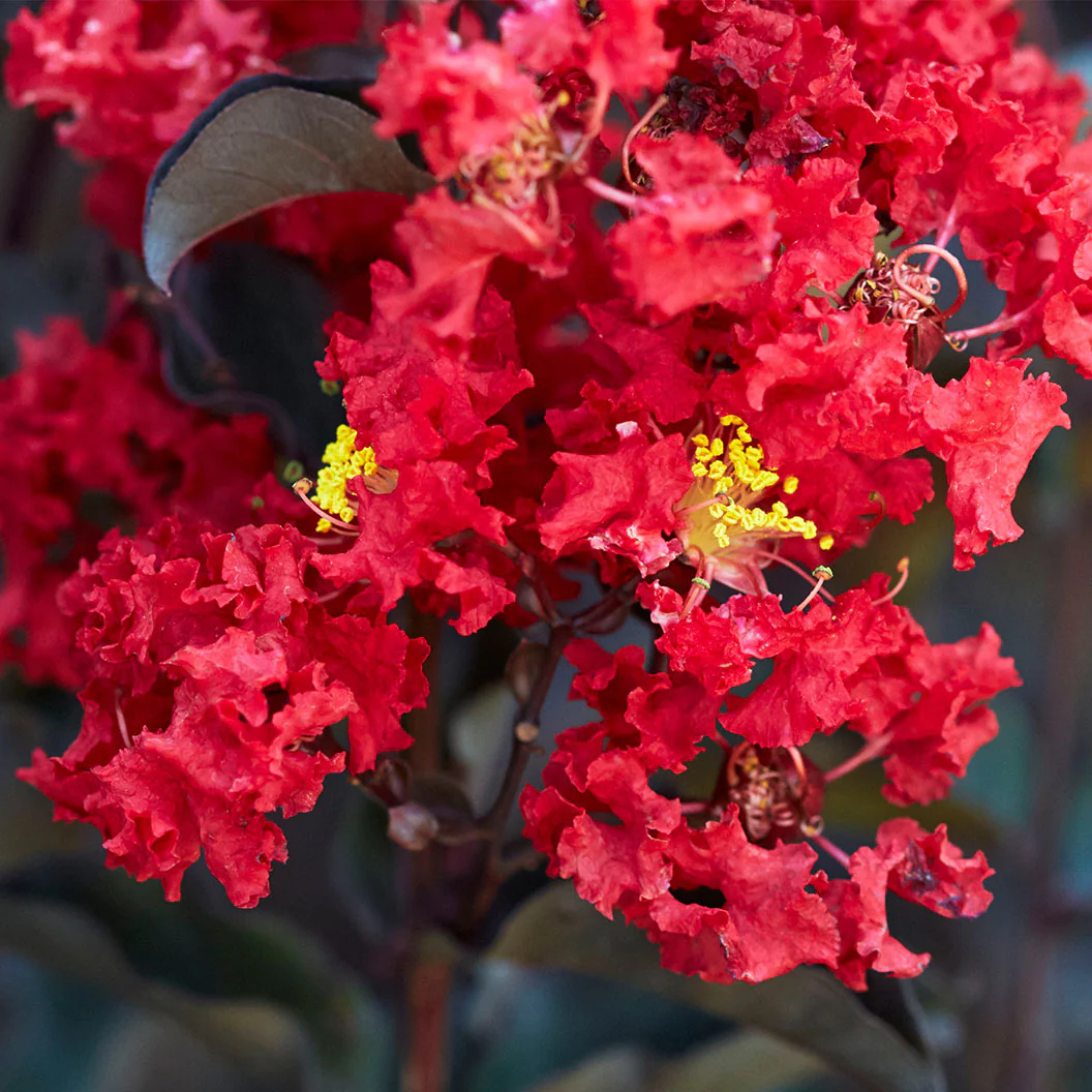 Black Diamond® Crimson Crown™ Crape Myrtle Shrub - Image 6