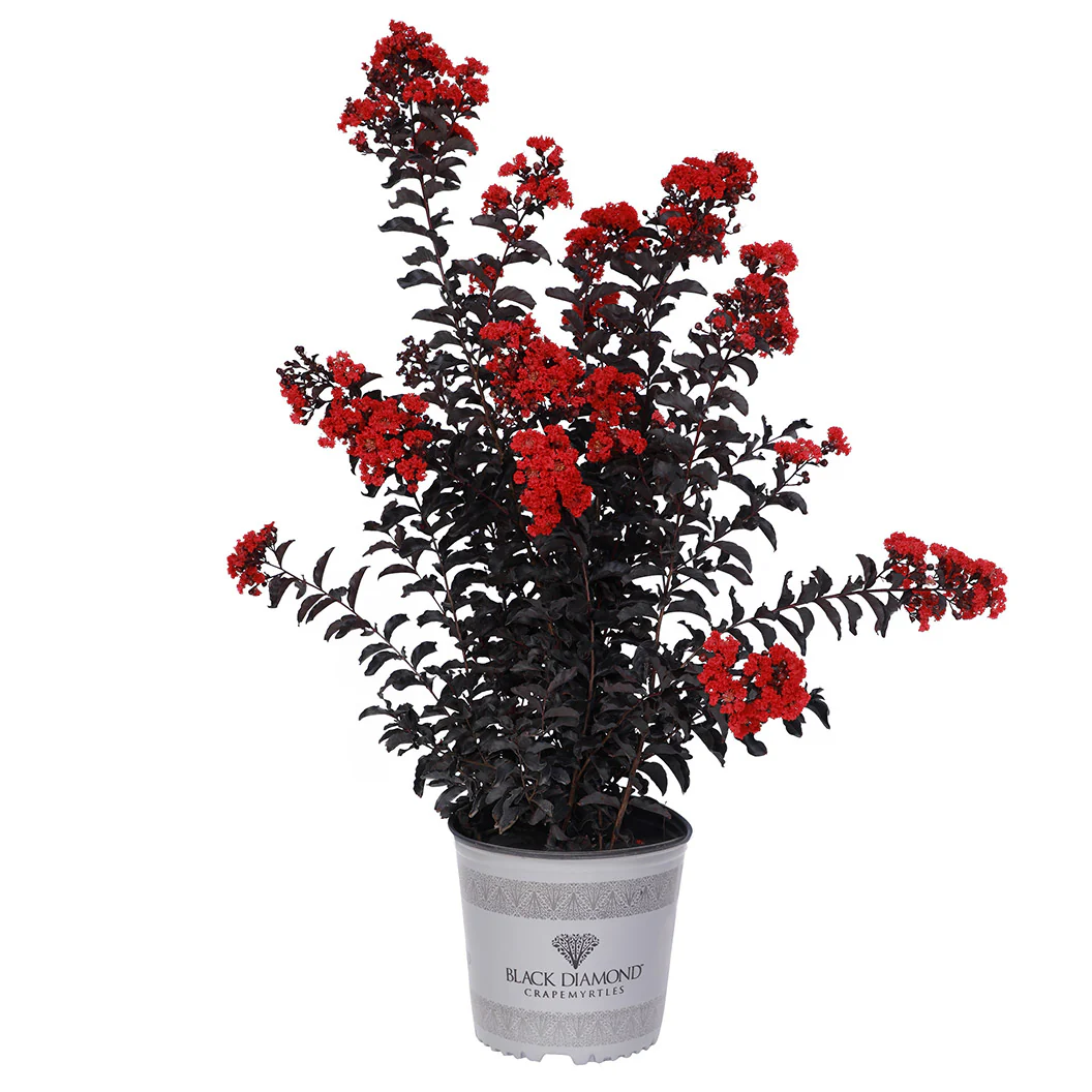 Black Diamond® Crimson Crown™ Crape Myrtle Shrub - Image 7