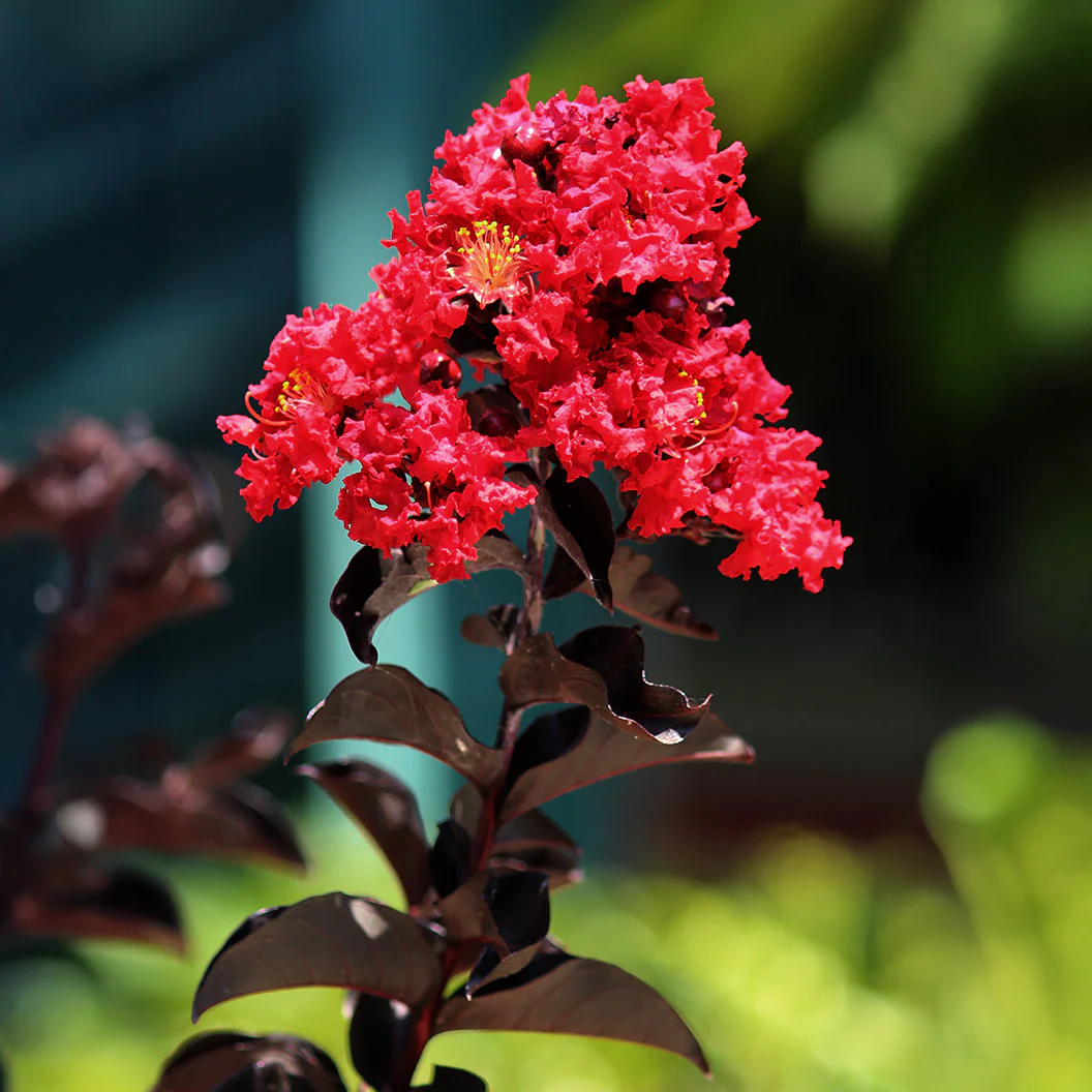 Black Diamond® Crimson Red™ Crape Myrtle - Image 2