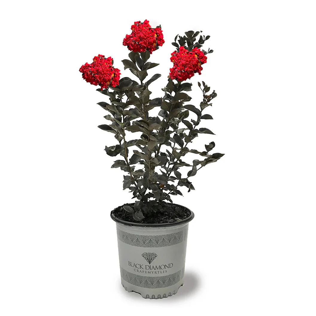 Black Diamond® Crimson Red™ Crape Myrtle - Image 3