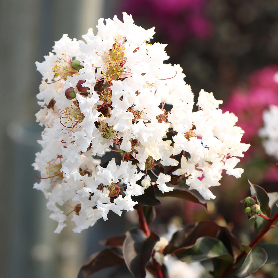 Black Diamond® Crystalline™ Crape Myrtle - Image 2