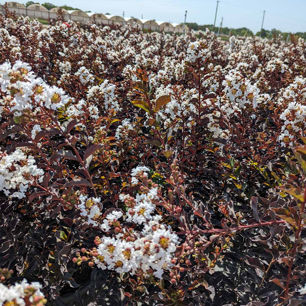 Black Diamond® Crystalline™ Crape Myrtle - Image 3