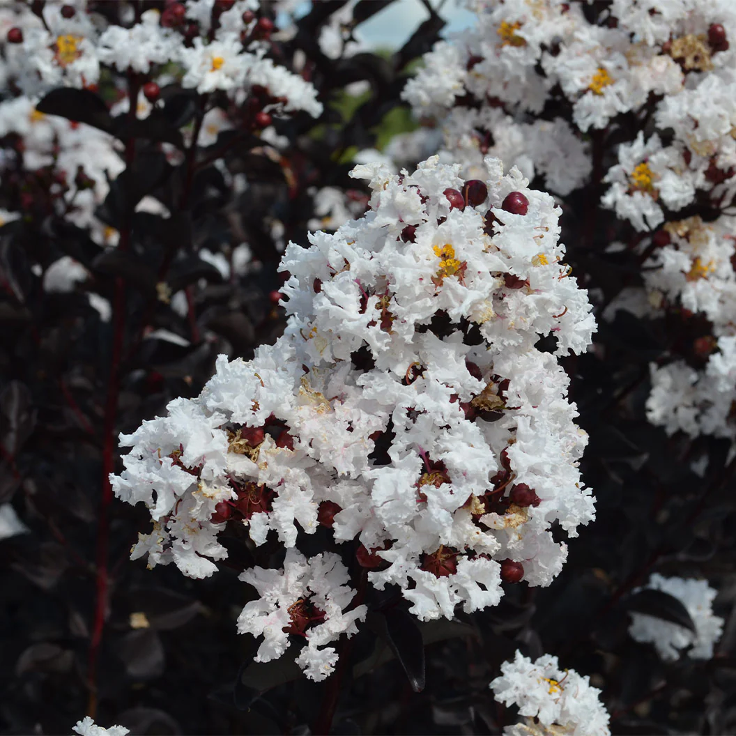 Black Diamond® Crystalline™ Crape Myrtle - Image 4