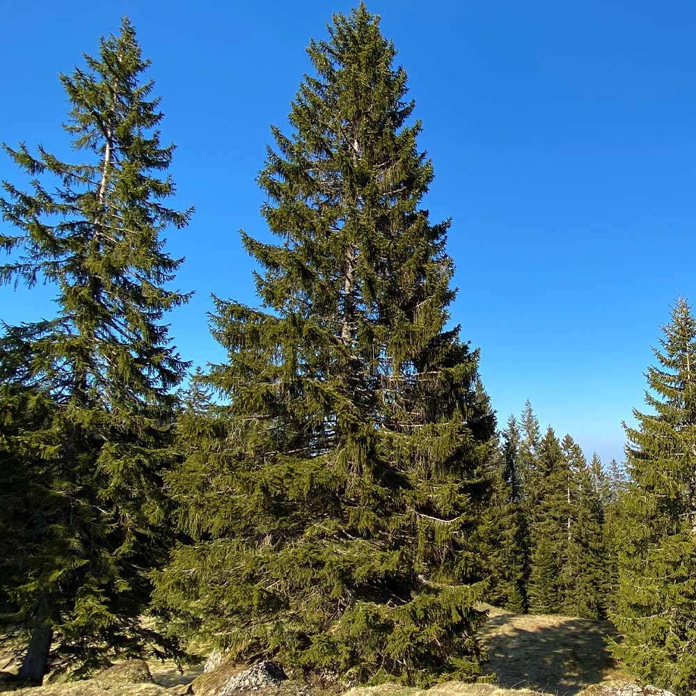 Black Hills Spruce Tree - Image 3