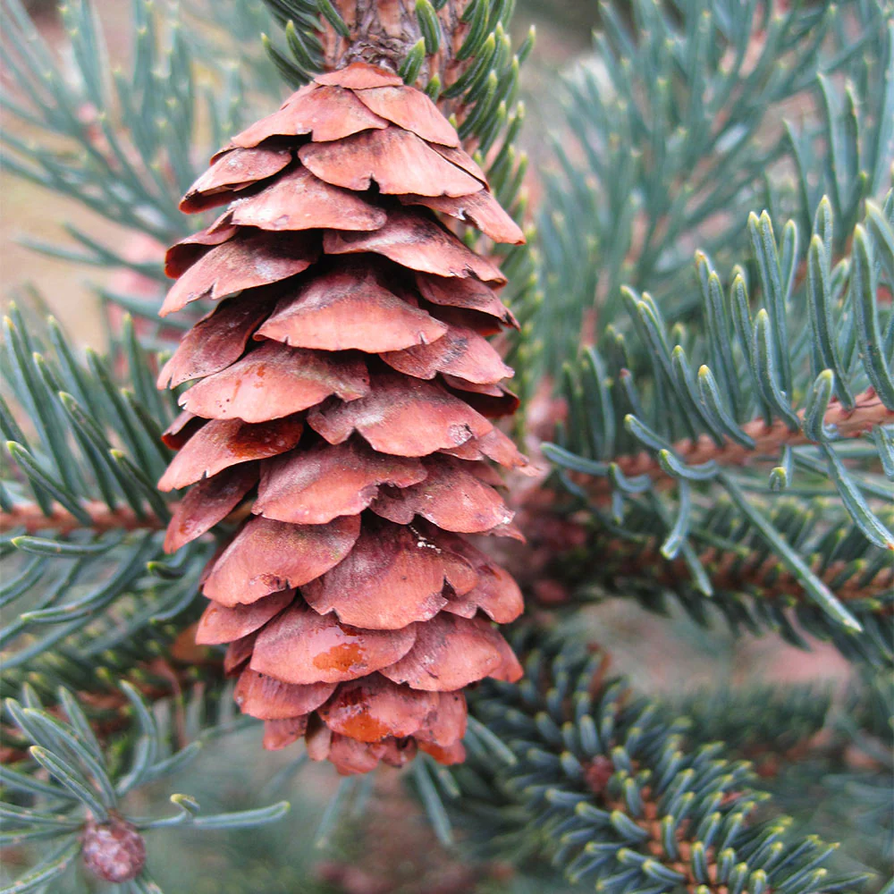 Black Hills Spruce Tree - Image 5