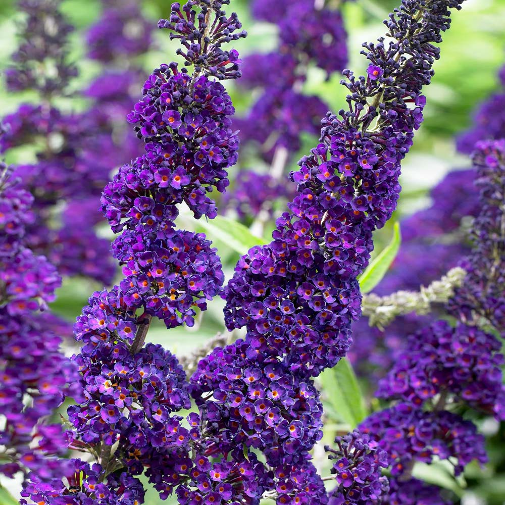 Black Knight Butterfly Bush - Image 3