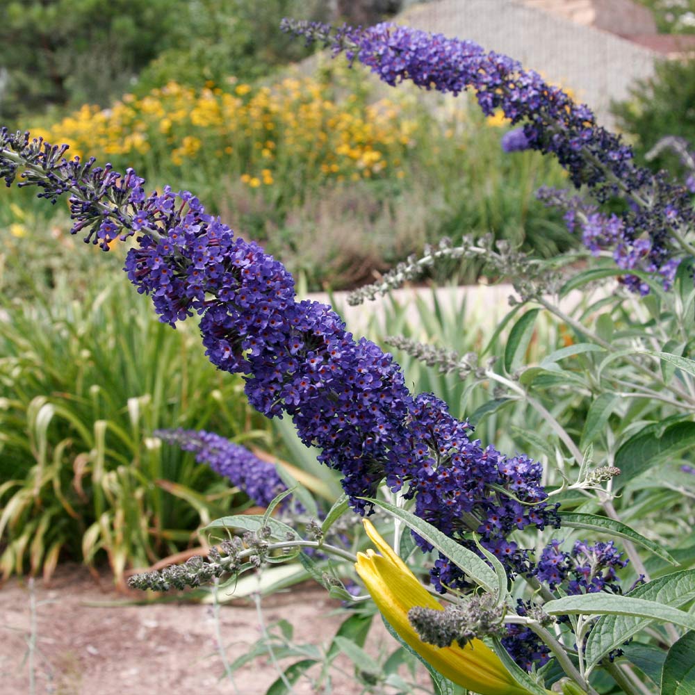 Black Knight Butterfly Bush - Image 4