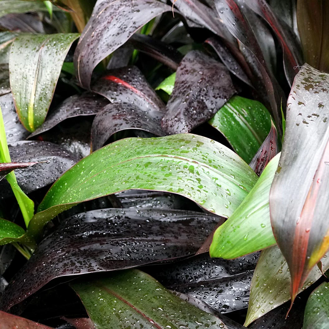 Black Magic Cordyline Plant - Image 3