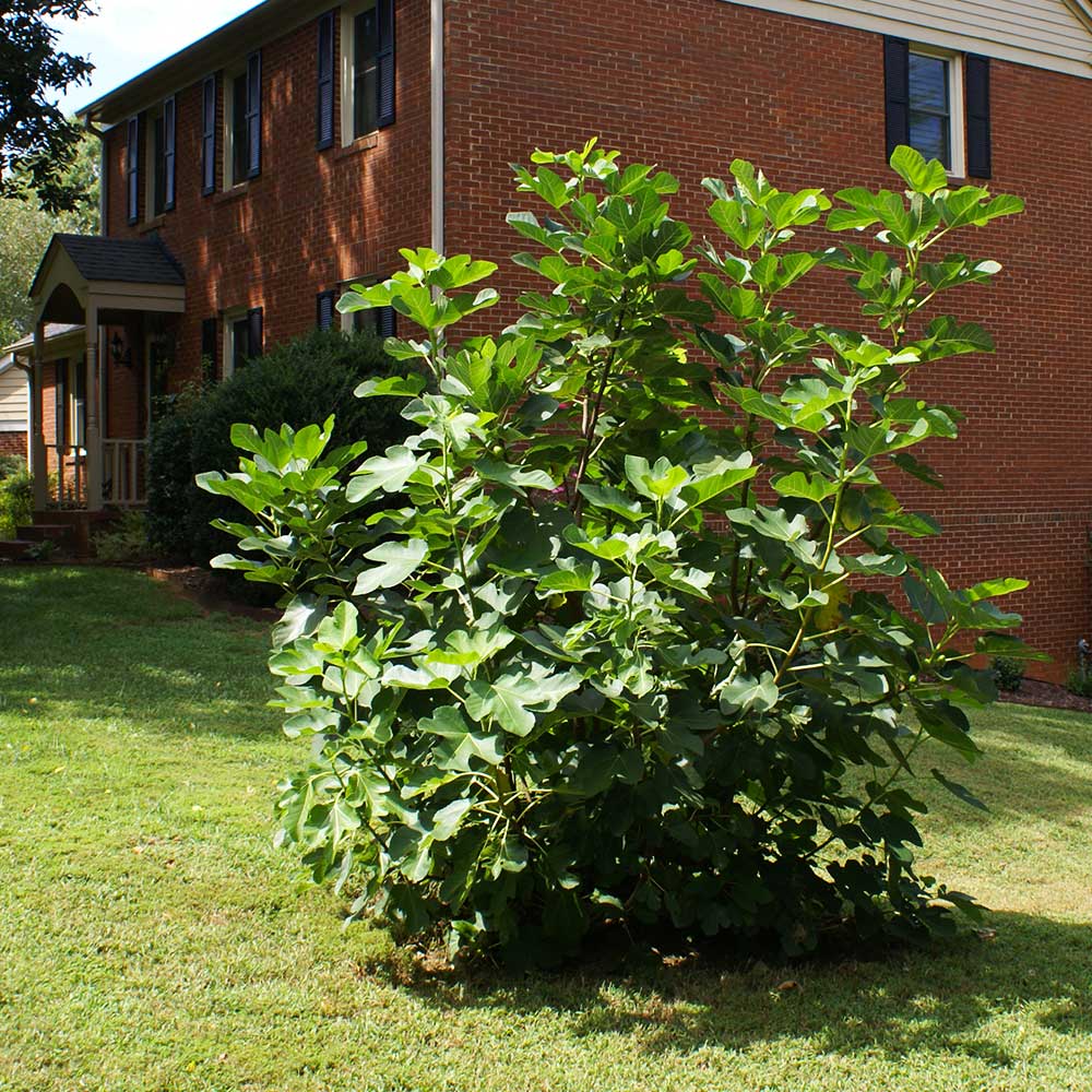 Black Mission Fig Tree - Image 4