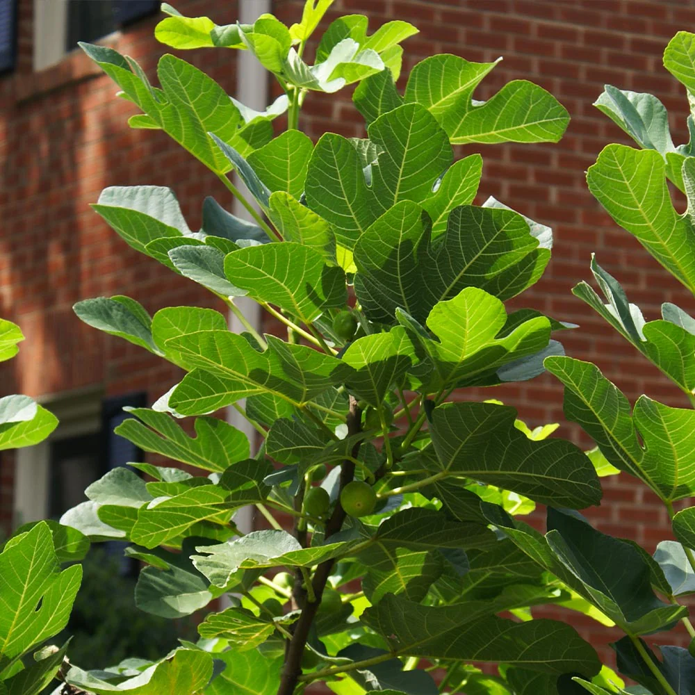 Black Mission Fig Tree - Image 5