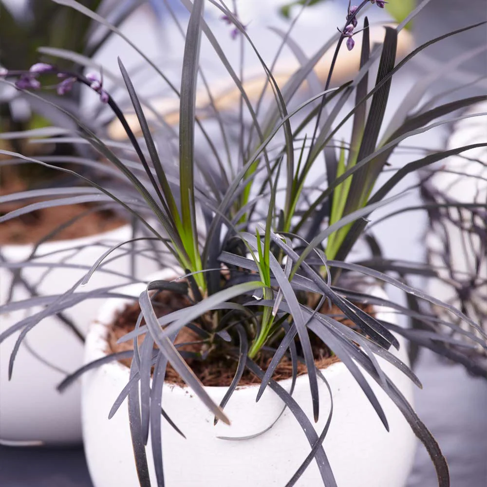 Black Mondo Grass - Image 4