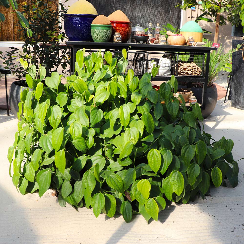 Black Pepper Plant - Image 3