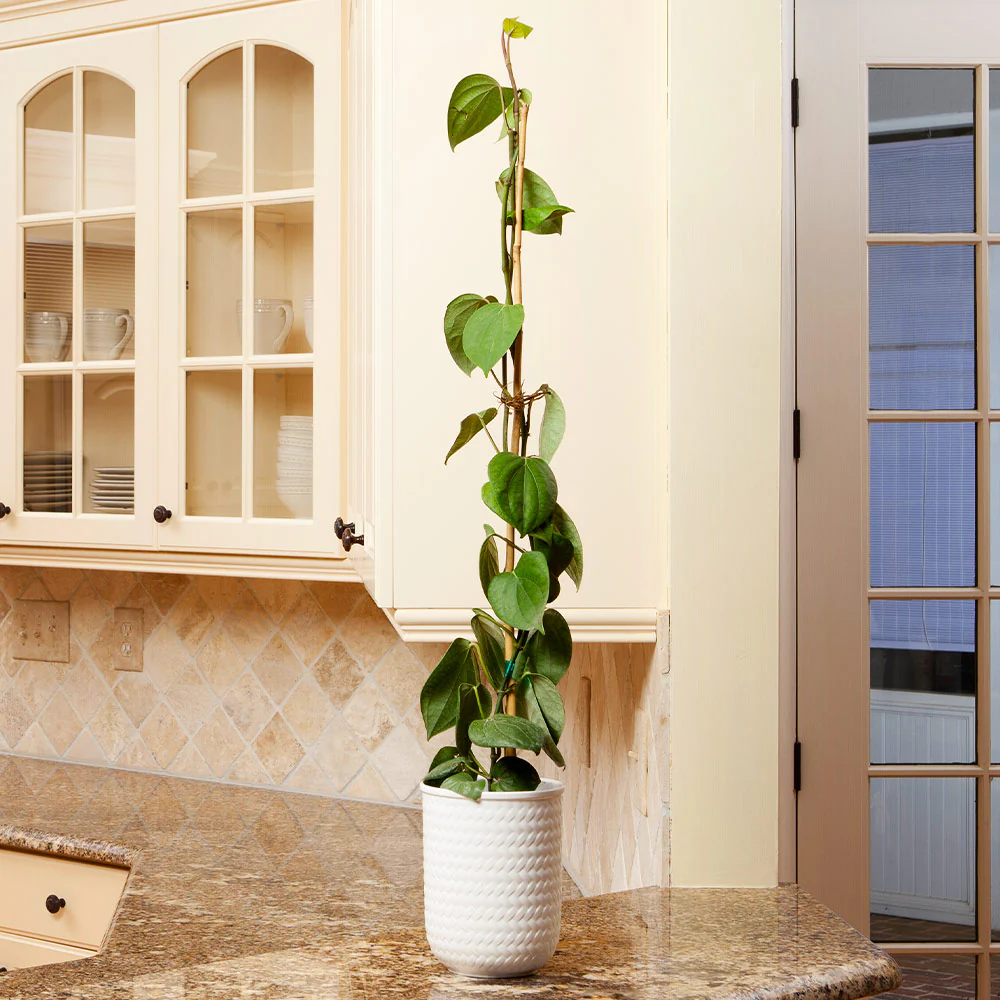Black Pepper Plant - Image 4
