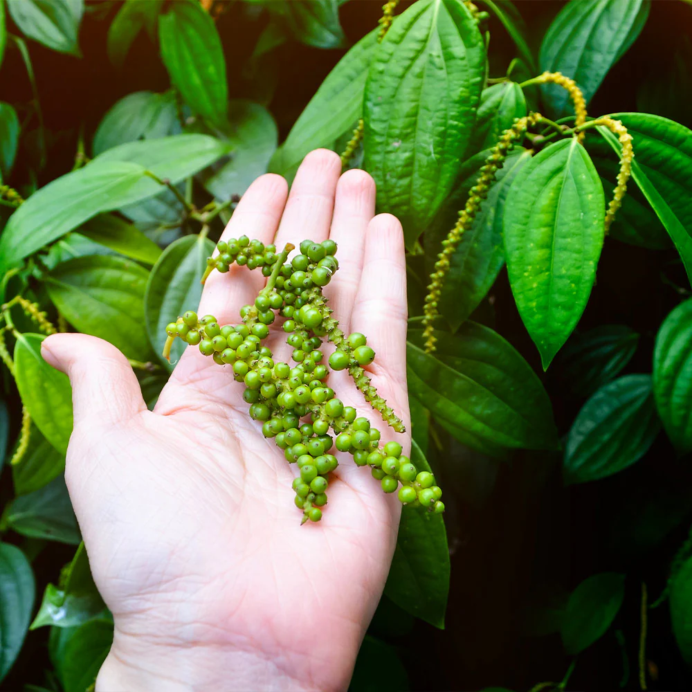Black Pepper Plant - Image 6