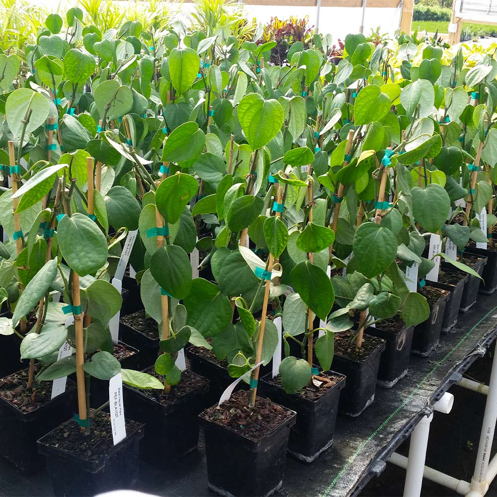 Black Pepper Plant - Image 7
