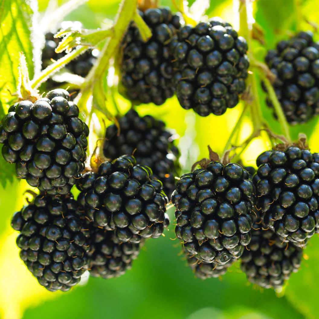 Black Satin Thornless Blackberry Bush - Image 2