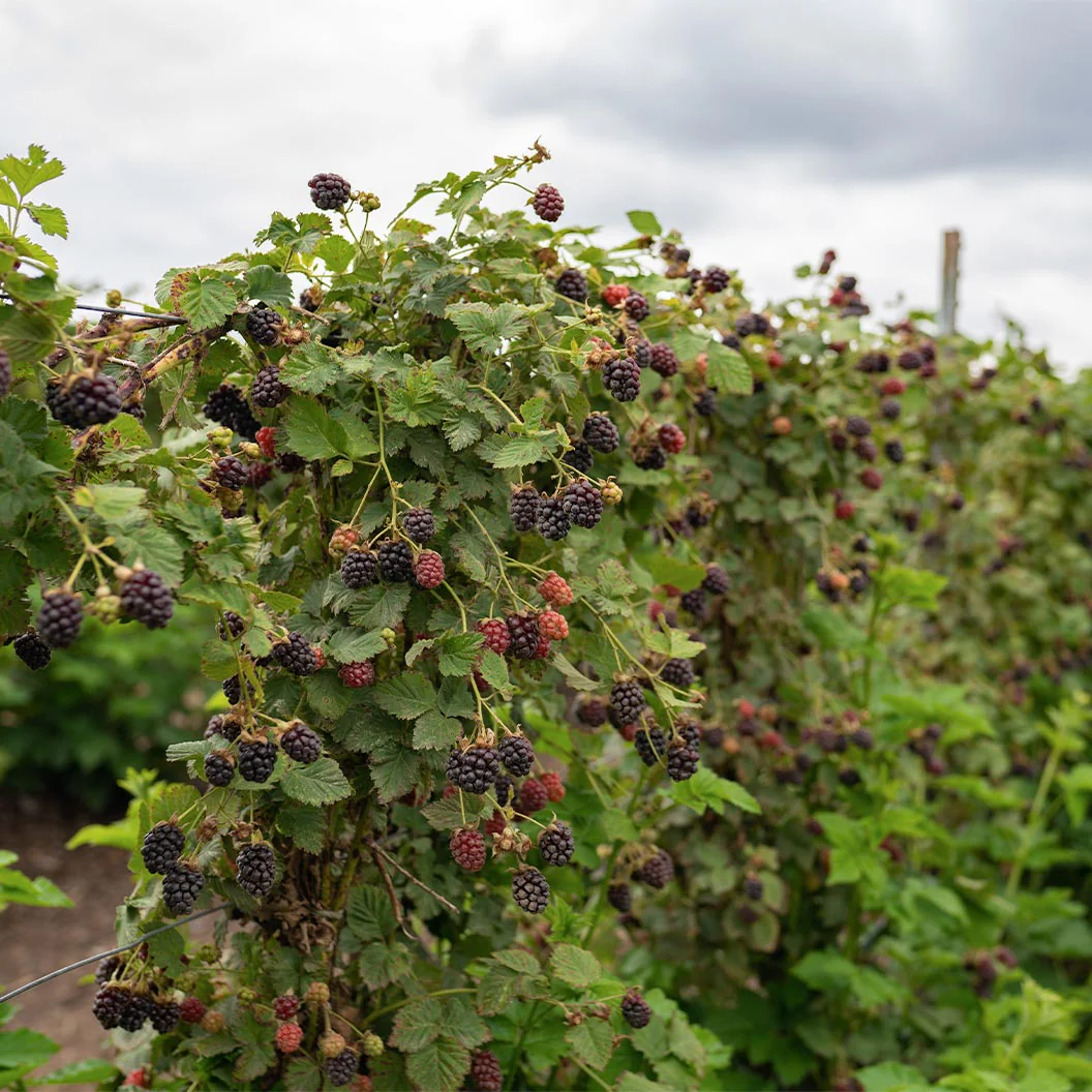 Black Satin Thornless Blackberry Bush - Image 3