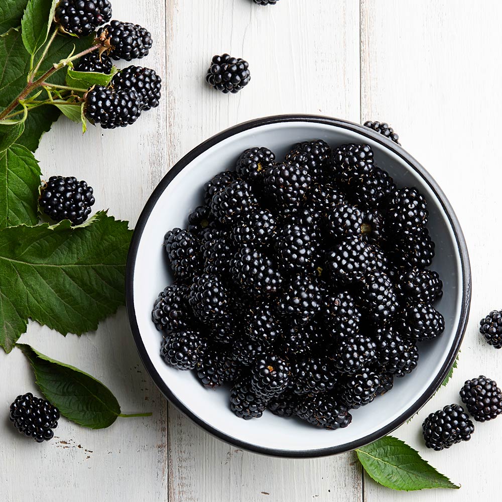 Black Satin Thornless Blackberry Bush - Image 4