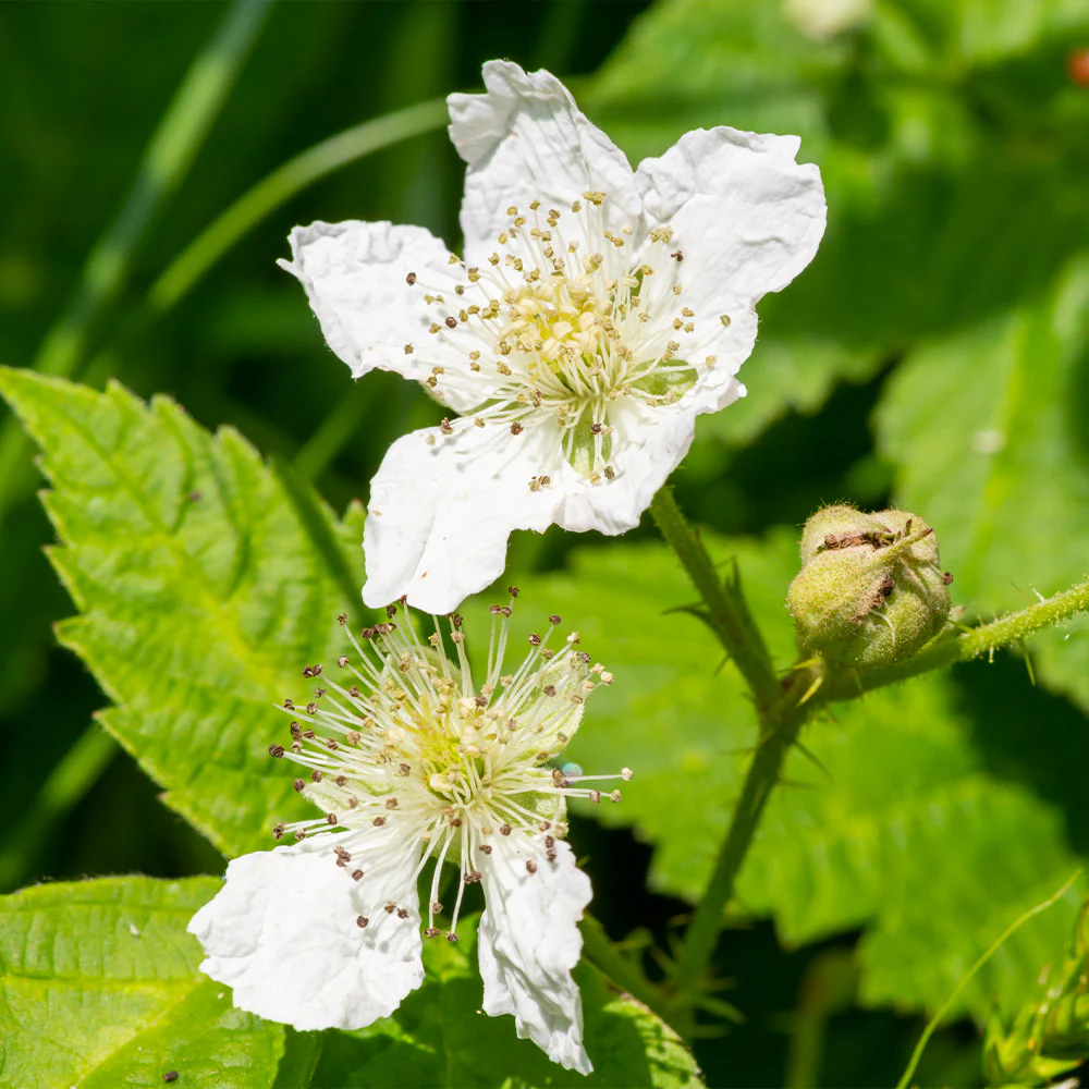 Black Satin Thornless Blackberry Bush - Image 5