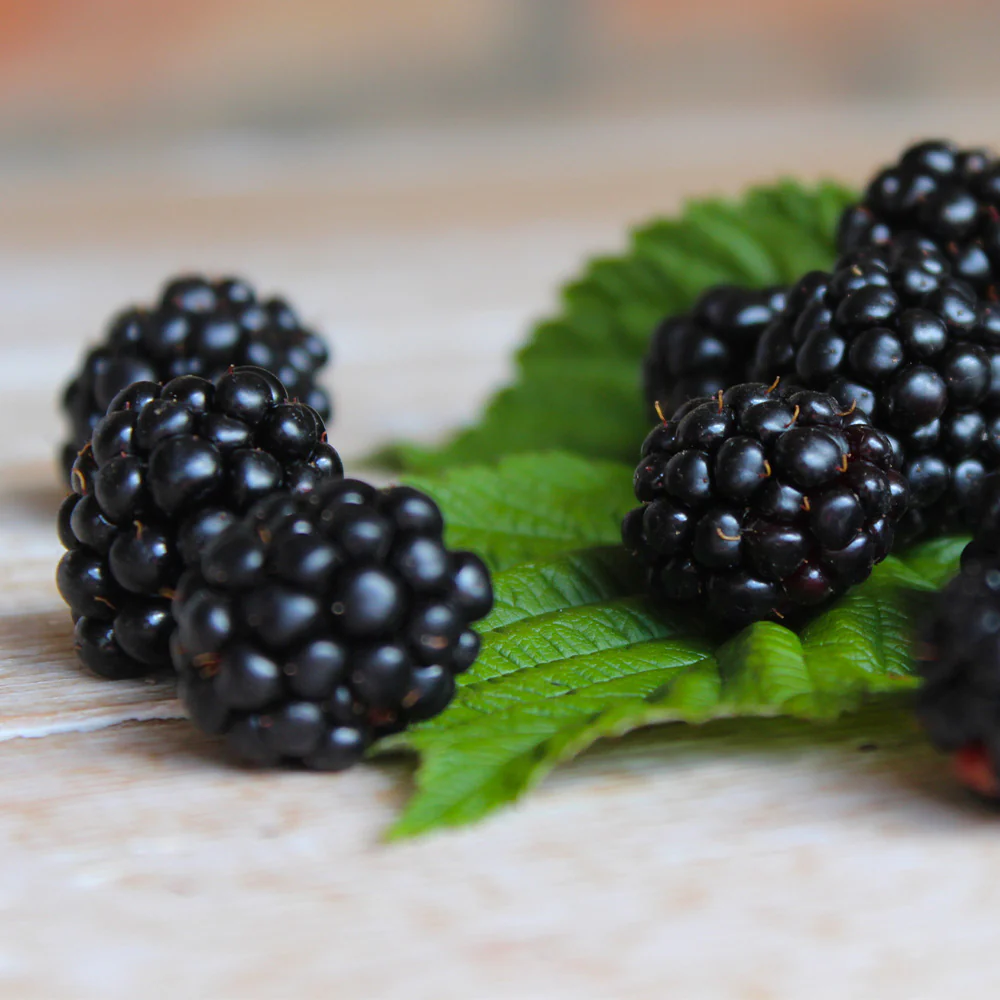 Black Satin Thornless Blackberry Bush - Image 6