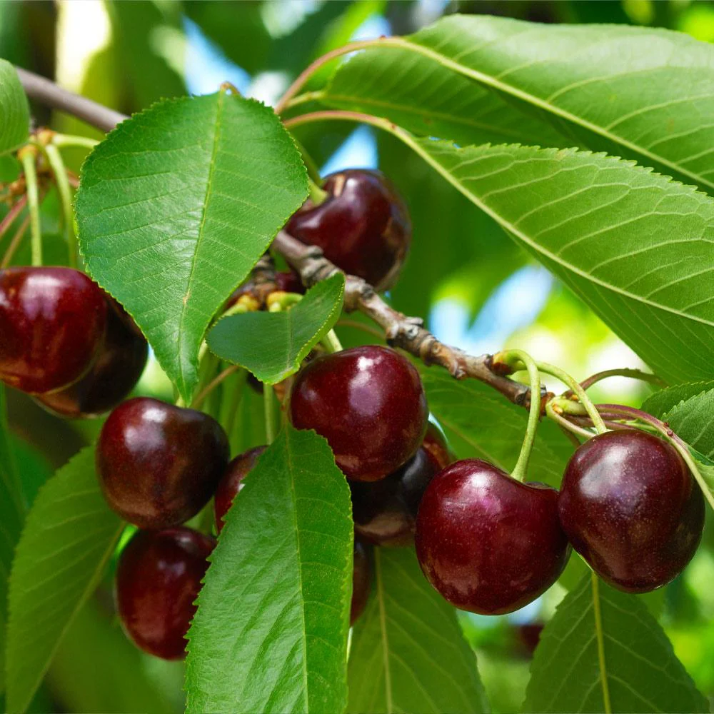 Black Tartarian Cherry Tree - Image 4