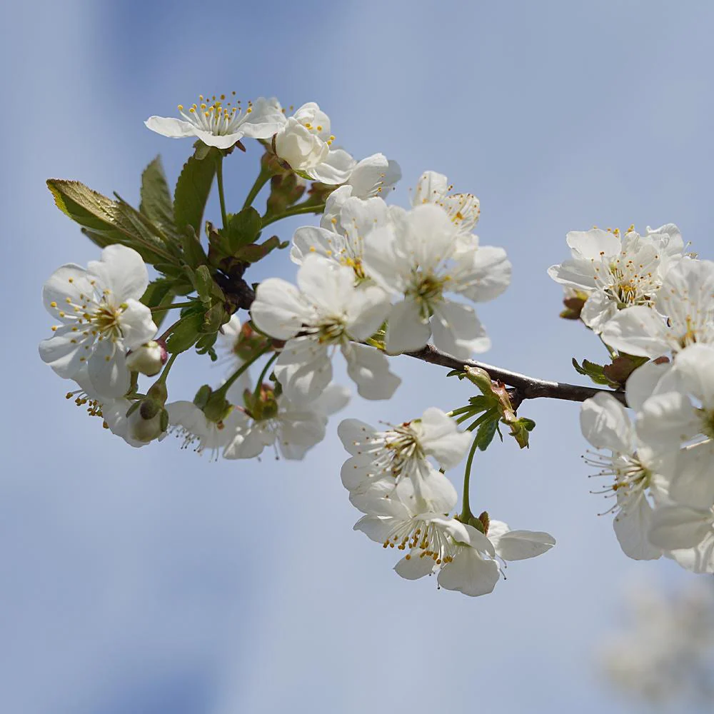 Black Tartarian Cherry Tree - Image 6