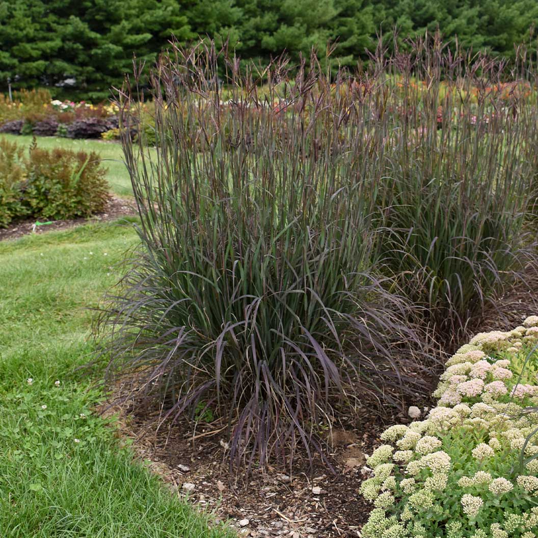 Blackhawks Big Bluestem Grass - Image 2