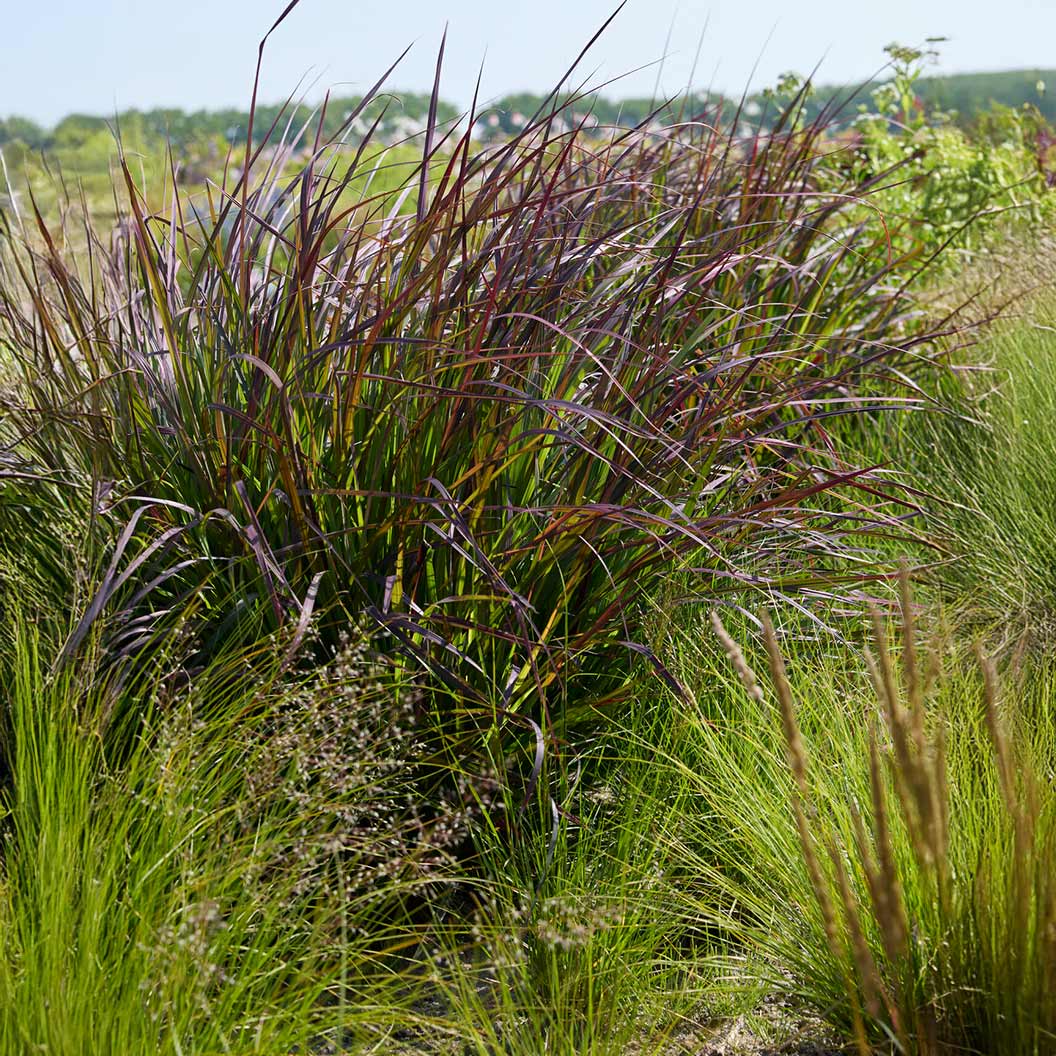 Blackhawks Big Bluestem Grass - Image 3