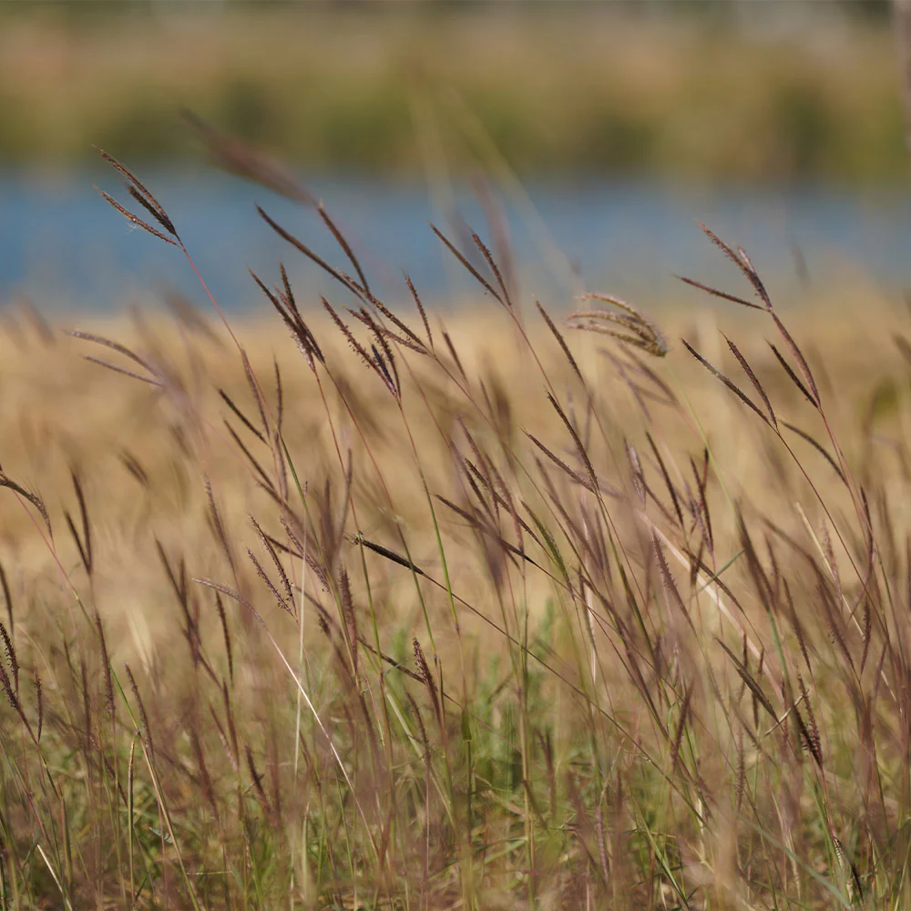 Blackhawks Big Bluestem Grass - Image 4