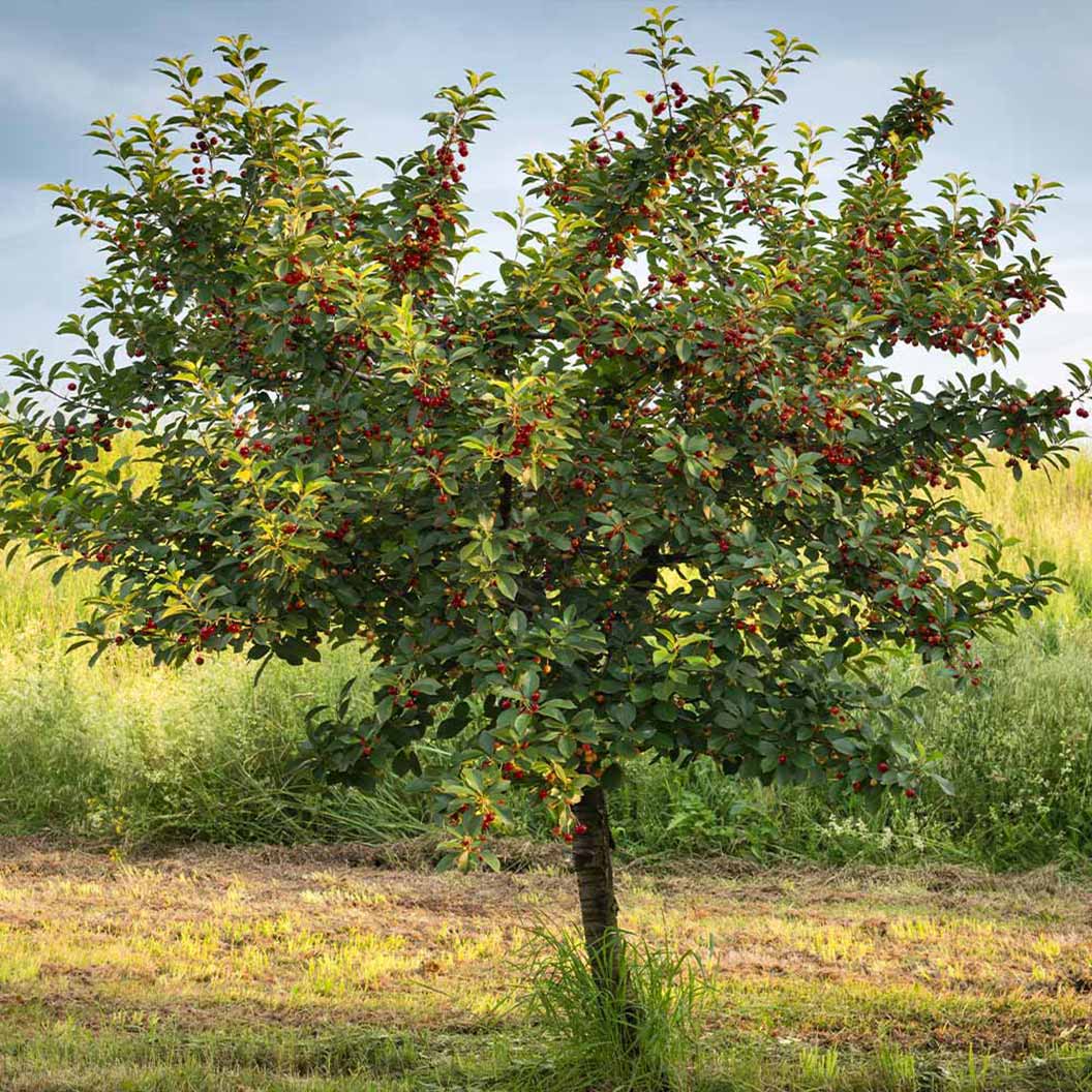 Black Tartarian Cherry Tree - Image 3