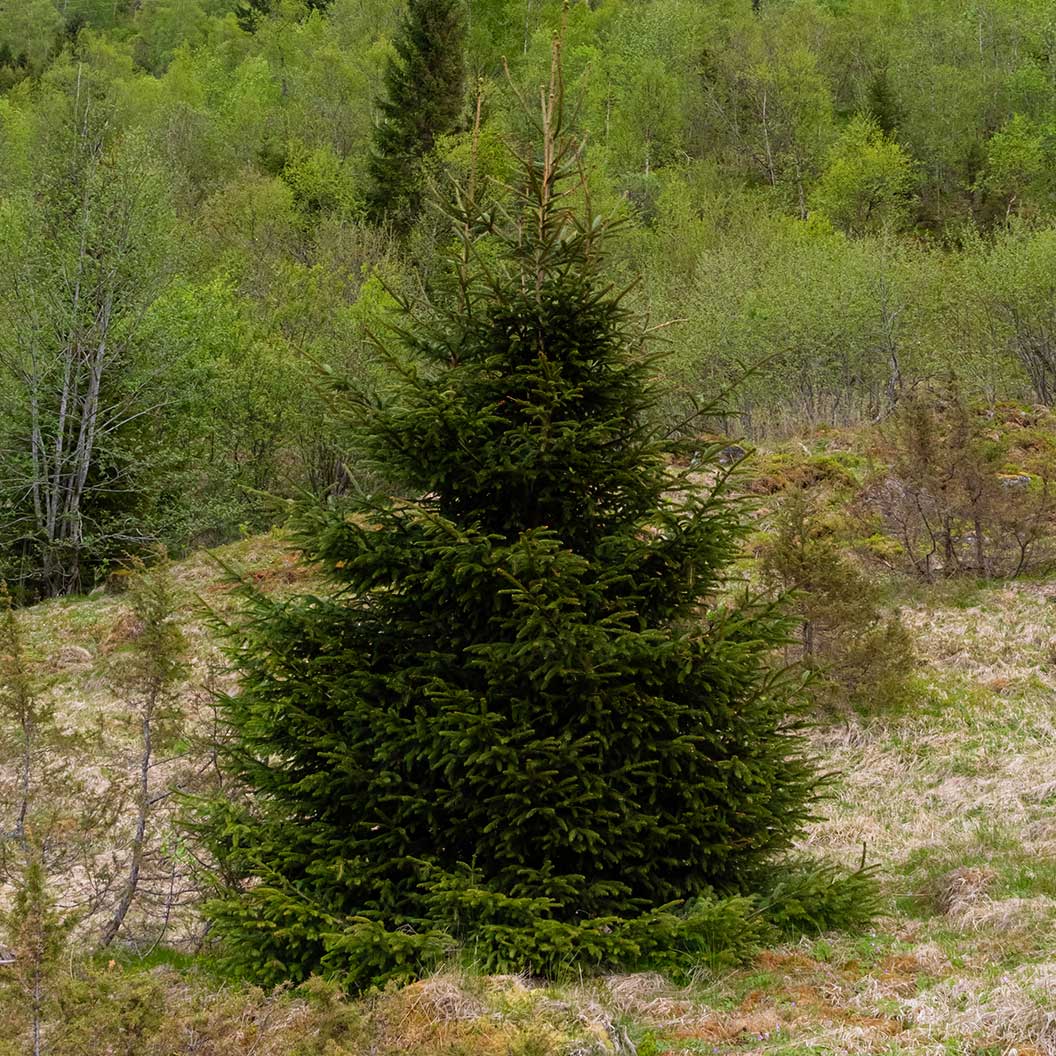 Blaze Norway Spruce Tree - Image 2