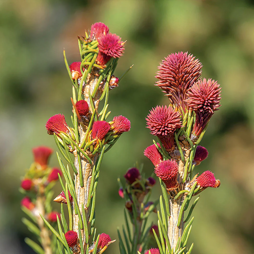 Blaze Norway Spruce Tree - Image 3