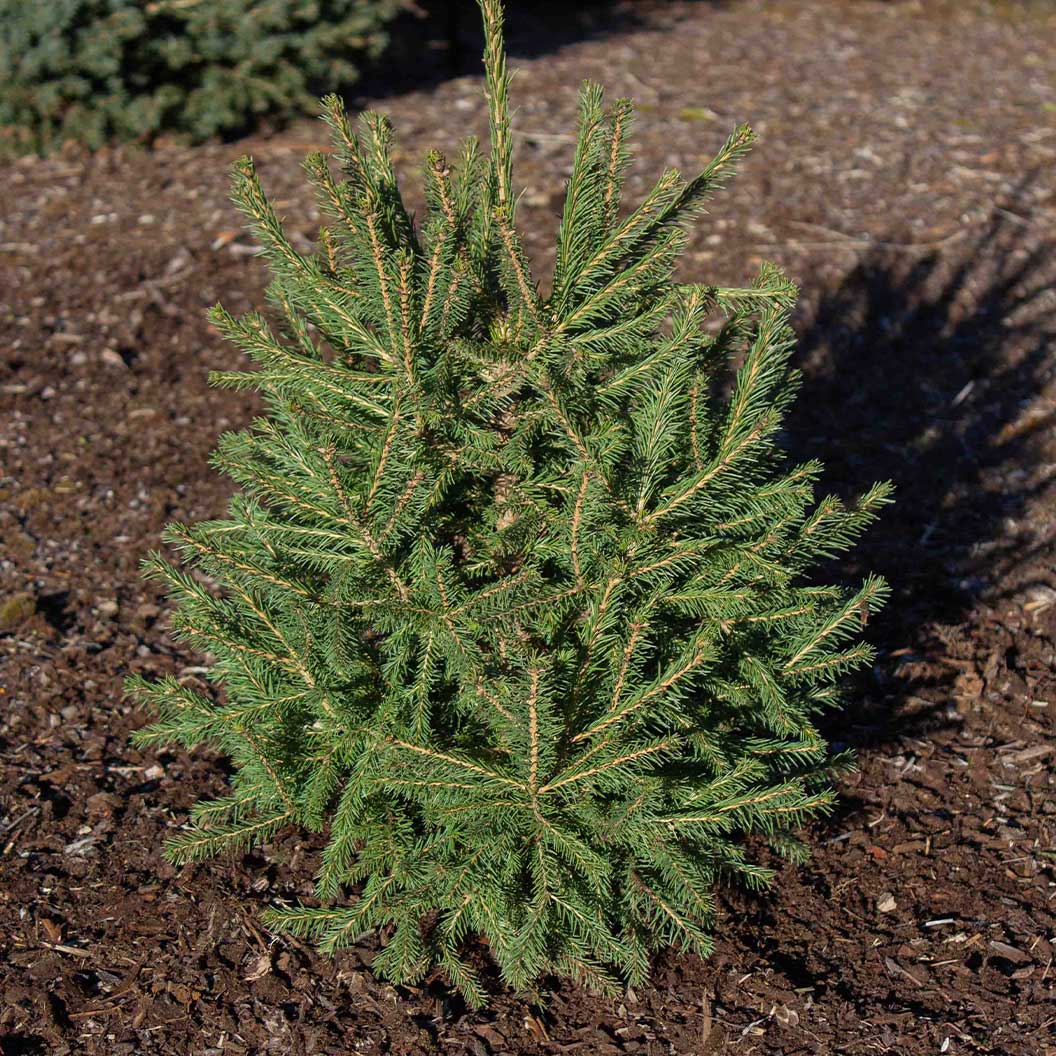 Blaze Norway Spruce Tree - Image 4