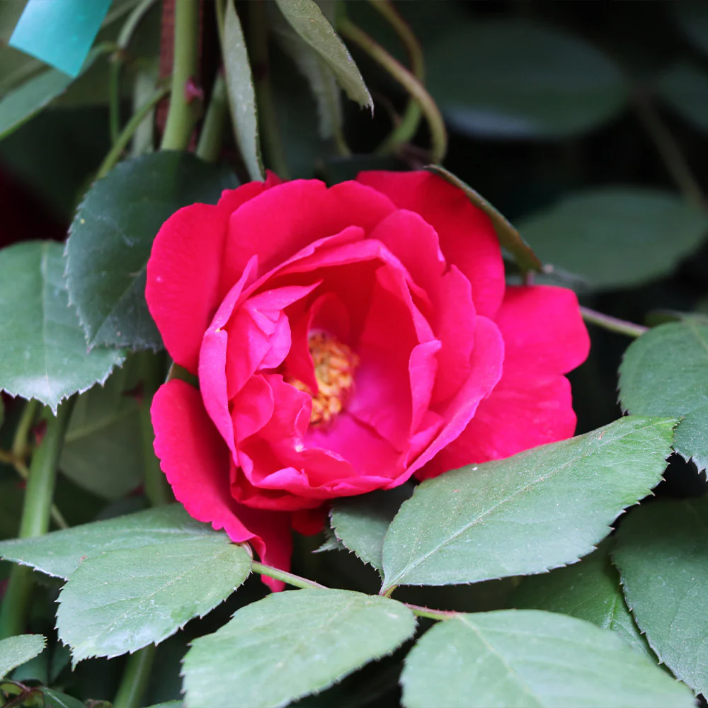 Blaze Improved Climbing Rose Shrub - Image 3