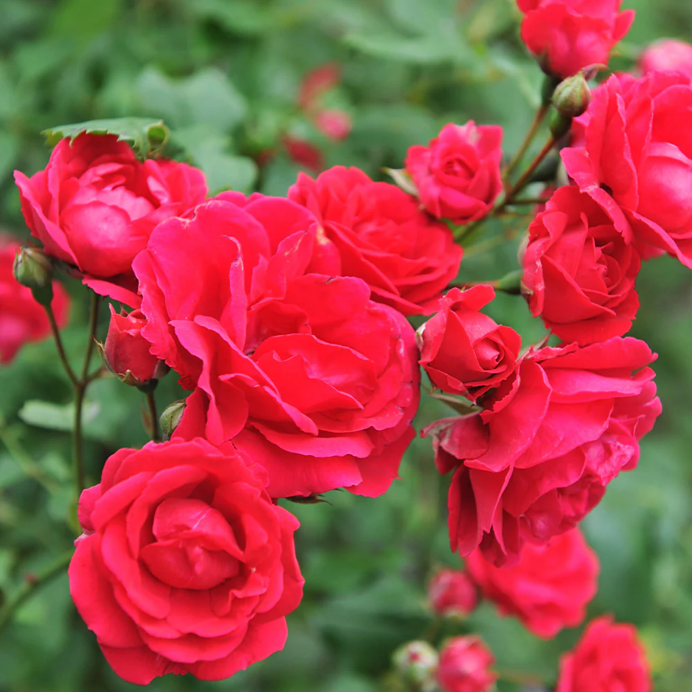 Blaze Improved Climbing Rose Shrub - Image 4